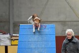 wedstrijd  Agility friends 22-11-2025