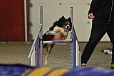 wedstrijd  Agility friends 22-11-2025