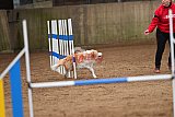 wedstrijd agility friends 28-2-2026