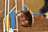 wedstrijd agility friends zaterdag