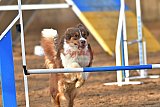 wedstrijd agility friends zaterdag