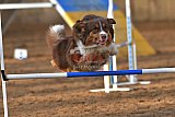 wedstrijd agility friends zaterdag
