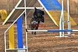 wedstrijd agility friends zaterdag