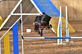 wedstrijd agility friends zaterdag