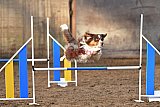wedstrijd agility friends zaterdag