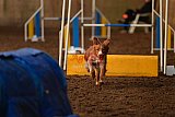 wedstrijd agility friends zaterdag