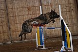 wedstrijd agility friends zaterdag