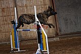 wedstrijd agility friends zaterdag
