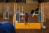 wedstrijd agility friends zaterdag