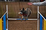 wedstrijd agility friends zaterdag