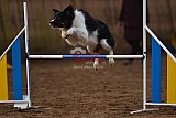 wedstrijd agility friends zaterdag