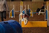 wedstrijd agility friends zaterdag