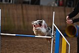 wedstrijd agility friends zaterdag
