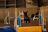 wedstrijd agility friends zaterdag