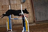 wedstrijd agility friends zaterdag