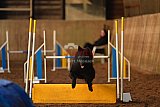 wedstrijd agility friends zaterdag