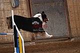 wedstrijd agility friends zaterdag
