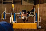 wedstrijd agility friends zaterdag