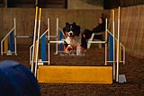 wedstrijd agility friends zaterdag