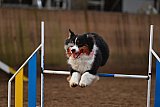 wedstrijd agility friends zaterdag