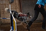 wedstrijd agility friends zaterdag
