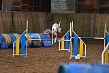 wedstrijd agility friends zaterdag