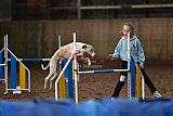 wedstrijd agility friends zaterdag