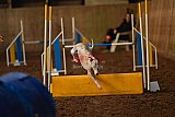 wedstrijd agility friends zaterdag