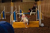 wedstrijd agility friends zaterdag