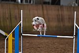 wedstrijd agility friends zaterdag