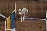 wedstrijd agility friends zaterdag