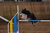 wedstrijd agility friends zaterdag