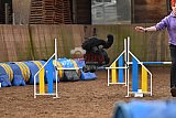wedstrijd agility friends zaterdag