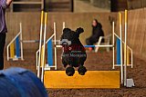 wedstrijd agility friends zaterdag
