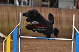 wedstrijd agility friends zaterdag