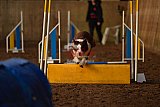 wedstrijd agility friends zaterdag
