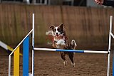 wedstrijd agility friends zaterdag