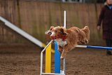 wedstrijd agility friends zaterdag