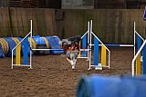 wedstrijd agility friends zaterdag