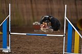 wedstrijd agility friends zaterdag