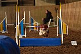 wedstrijd agility friends zaterdag