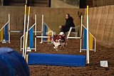wedstrijd agility friends zaterdag