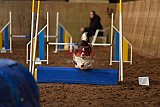 wedstrijd agility friends zaterdag