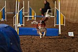 wedstrijd agility friends zaterdag