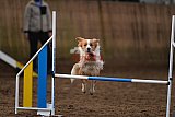 wedstrijd agility friends zaterdag