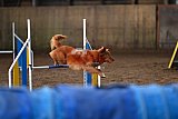 wedstrijd agility friends zaterdag