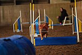 wedstrijd agility friends zaterdag