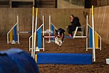 wedstrijd agility friends zaterdag