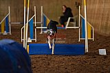wedstrijd agility friends zaterdag