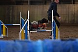 wedstrijd agility friends zaterdag